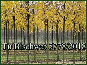 Tu Bischwat 5778/2018